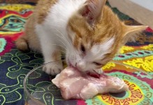 小猫什么时候可以吃鸡肉？（宠物饮食指南，鸡肉健康营养的选择）