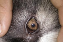 猫咪眼皮充血，上眼皮充血的原因及治疗方法（宠物猫咪眼部问题解决方案，预防胜于治疗）