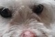 金毛狗眼睛肿了原因分析与治疗方法（带你了解宠物眼睛肿胀的病因和预防措施）