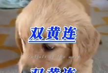 狗狗咳嗽、气喘、干呕的症状不能忽视！（小心狗狗健康问题，这几种症状需要警惕）