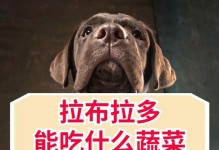拉布拉多犬的饮食需求及注意事项（了解拉布拉多犬的饮食需求，让它们健康快乐成长）