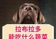 拉布拉多犬的饮食需求及注意事项（了解拉布拉多犬的饮食需求，让它们健康快乐成长）