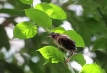 红耳鹎饲养全攻略（养殖技巧、环境要求和食物需求详解）
