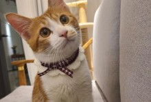 教你训练猫不去某个地方（宠物爱去的地方如何控制？1个）