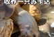 养苏卡达陆龟的全面指南（打造一个温暖舒适的家园让你的苏卡达陆龟健康快乐成长）