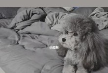 灰色泰迪的变色之旅（探索灰色泰迪变色的奥秘与魅力）