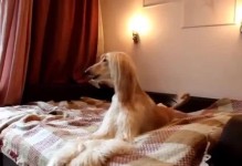 禁止饲养阿富汗猎犬的原因（探究禁养阿富汗猎犬的合理性及影响）