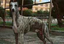 猎兔犬（深入了解猎兔犬的特点、训练和狩猎技巧）