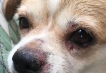 小狗眼角外侧红肿的原因和治疗方法（宠物眼部炎症的常见表现和处理方法）