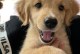 金毛犬换毛的周期和特点（了解金毛犬换毛的时间、频率和如何应对）