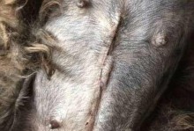 狗狗剖腹产感染的症状及预防措施（了解狗狗剖腹产感染的症状，保护它们的健康）