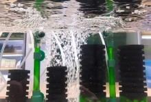 金鱼缸中的水妖精（探索水妖精对金鱼缸的作用及其）