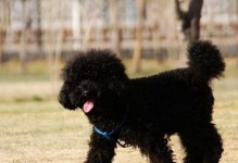 以泰迪狗最大的品种——巨型泰迪犬（了解巨型泰迪犬的特点、饲养和训练技巧）