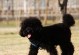 以泰迪狗最大的品种——巨型泰迪犬（了解巨型泰迪犬的特点、饲养和训练技巧）