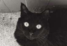 小猫屁股为什么是黑色的？（探秘小猫撅着屁股的行为习惯与特点）