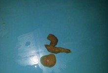 幼犬进食后多久会大便？（探究幼犬消化系统的发育进程）