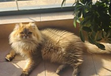 猫尾巴变黑的原因与治疗方法（探究猫尾巴变黑的疾病，了解如何保护我们的爱宠）