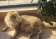 猫尾巴变黑的原因与治疗方法（探究猫尾巴变黑的疾病，了解如何保护我们的爱宠）