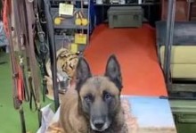 犬细小病毒的防治措施（杀死犬细小病毒的有效方法及关键要素）