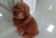 新疆产犬种多样，体力强劲，适应能力强（探秘新疆犬种的独特之处）