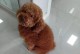 新疆产犬种多样，体力强劲，适应能力强（探秘新疆犬种的独特之处）