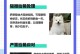 揭秘以萨摩耶生3只的神奇之谜（探索萨摩耶独特的繁殖方式，了解生3只的关键）