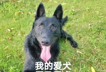 马犬——理想的宠物伴侣（全面准备，享受牧羊犬的陪伴）