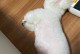 比熊犬肚子上带的原因以及如何处理（探究比熊犬肚子上的问题，有效预防和处理方法）