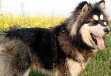 阿拉斯加犬的换毛周期及护理方法（了解阿拉斯加犬的换毛规律，让你更好地照顾它们）