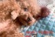 以泰迪生小狗之前的症状及原因（了解泰迪犬在产前的身体变化和相关健康问题）