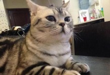 解读美国短毛猫的习性与个性特征（探寻为何美国短毛猫不喜欢叫）