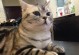 解读美国短毛猫的习性与个性特征（探寻为何美国短毛猫不喜欢叫）