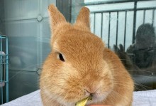 十五天的兔子饮食探秘（养兔小贴士，让兔宝宝健康成长）