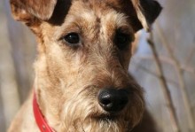 爱尔兰梗（探索爱尔兰梗的历史、特点和独特之处）