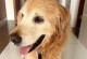 金毛幼犬生病的常见症状（了解幼犬健康的关键，掌握生病症状是必要的）