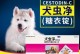 以狗打蛔虫，药物何选？（选择正确的药物保护宠物健康）