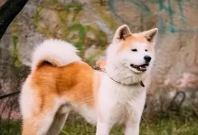 以秋田犬护主训练，提高宠物安全保护水平（从训练到实践，打造一只强大的守卫型宠物）