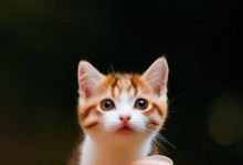 调皮小猫的欢乐冒险（顽皮调皮的小猫悄悄带你进入童真世界）