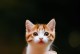调皮小猫的欢乐冒险（顽皮调皮的小猫悄悄带你进入童真世界）