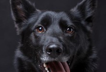 神奇的黑色小熊犬——黑熊犬的故事（黑熊犬）