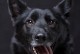 神奇的黑色小熊犬——黑熊犬的故事（黑熊犬）
