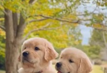 金毛犬（训练金毛犬的秘诀和时间表）