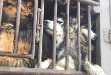 揭秘狗挠车的原因与解决办法（为何狗会挠车？如何防止狗挠车？）
