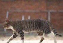 如何驯服流浪猫（有效的方法和技巧助你与流浪猫建立信任与亲密关系）