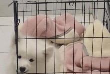 萨摩得狗的温打疫苗是什么？（了解萨摩得狗常规疫苗接种的重要性及程序）