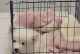 萨摩得狗的温打疫苗是什么？（了解萨摩得狗常规疫苗接种的重要性及程序）