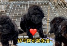 以泰迪黑能生什么颜色狗？（探究泰迪黑色遗传的可能性及影响因素）