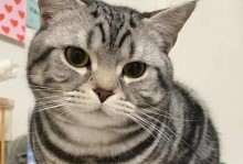 美短猫的寿命究竟有多长？（探究美国短毛猫的寿命与保健要点）