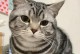 美短猫的寿命究竟有多长？（探究美国短毛猫的寿命与保健要点）