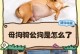 母狗多久不会管狗崽？（了解母狗对狗崽的照顾时间及特点）